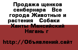 Продажа щенков сенбернара - Все города Животные и растения » Собаки   . Ханты-Мансийский,Нягань г.